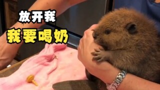 Nó chỉ muốn uống sữa, nó có lỗi gì chứ?