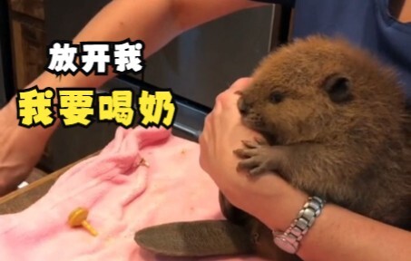 มันแค่อยากกินนม มันผิดตรงไหน?