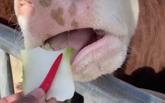 Niu: “Why is this cabbage so spicy today?”