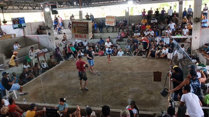 Armalite x Duke Hulsey grey (WIN) San Andres Quezon Province Cockpit Arena..