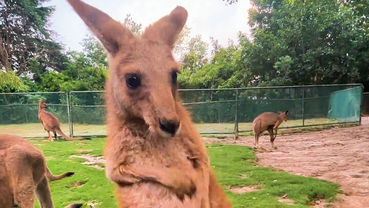 In one go, let’s explore the eerie howls and cries of 50 different animals!