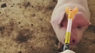 إنه يذهب إلى الحياة