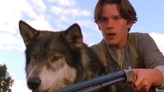 Film petualangan Ethan Hawke "Snow Golden Dog": Ini adalah anjing paling spiritual yang pernah saya 