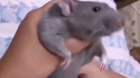 Tikus joget