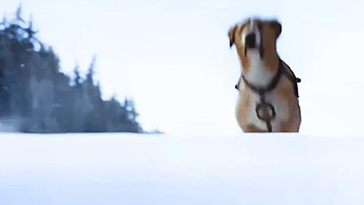 A Pet Dog's Rise to Success