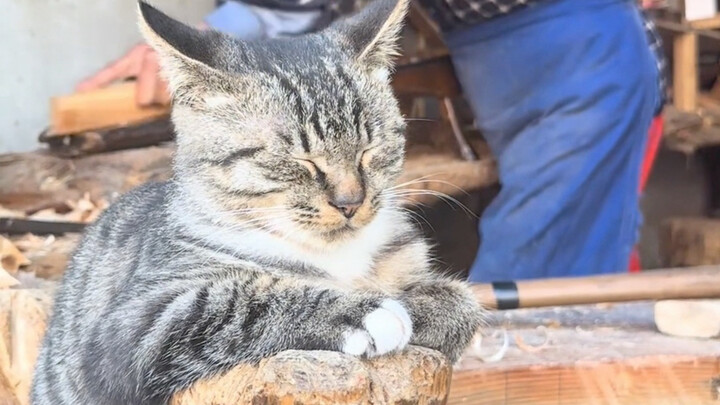 A custom-made wooden horse has become the kitten's favorite!