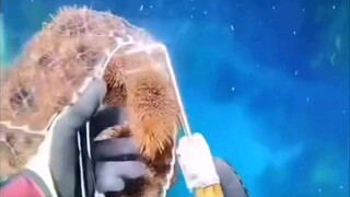 以    胆    之   名