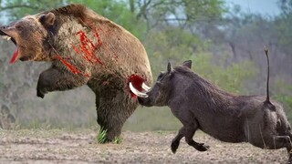 Bukankah sudah disepakati babi satu, beruang dua, harimau tiga? Beruang hitam langsung memakan babi 