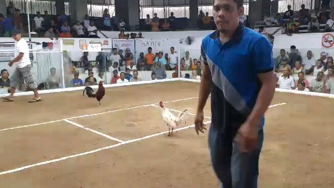 4cockderby sa bmeg WIN