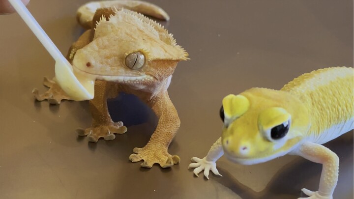 An unconventional mukbang for stress relief~ teeth