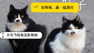 【校猫绝育】轰轰烈烈的大事业开始啦！