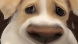 When foreign dogs are petted, they suddenly stop challenging to see how the dogs will react. Husky: 