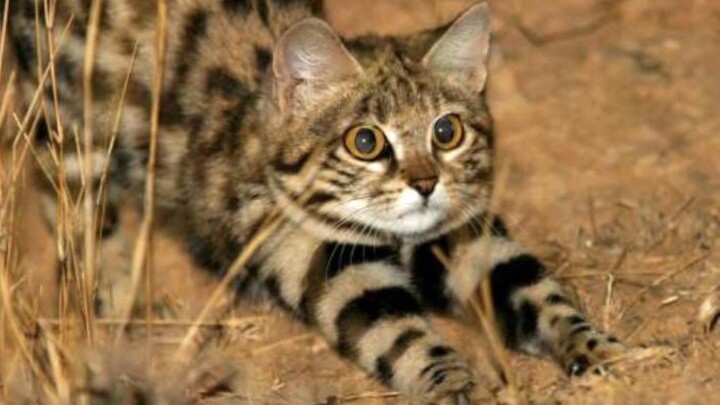 Con mèo nhỏ dễ thương thế này lại là kẻ săn mồi chết chóc nhất trong họ Mèo?!