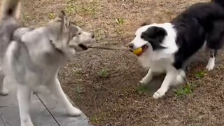 “A dog is a dog, and a Border Collie is a Border Collie!”