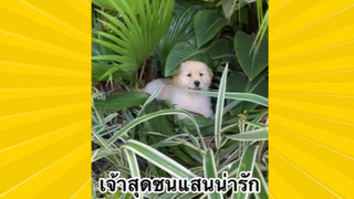 สัตว์เลี้ยงเพื่อนขนปุย : เจ้าสุดซนแสนน่ารัก