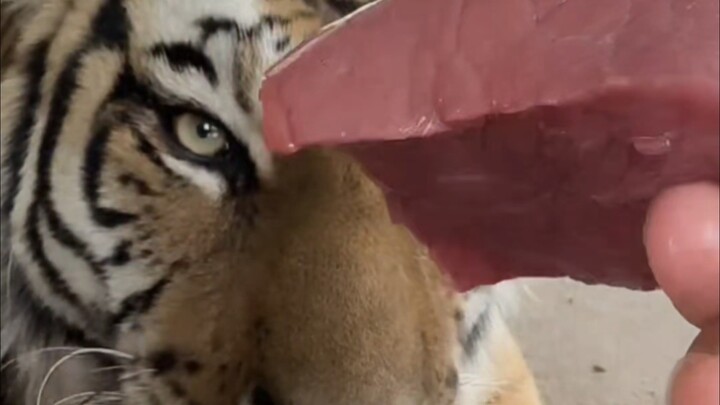 Xiao Wai just loves eating what’s in Dad’s hands.