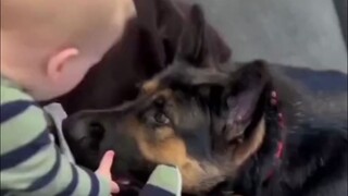 Anjing dan bayi, kombinasi penyembuhan macam apa ini