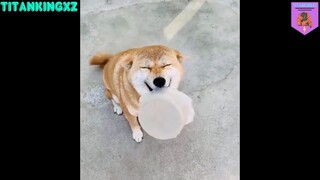 Tươi không cần tưới #lovedog