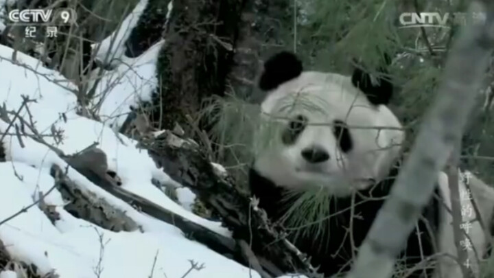 Phim tài liệu: Đến lúc chia tay, gấu mẹ lặng lẽ dõi theo gấu con từ phía sau, nước mắt lưng tròng…