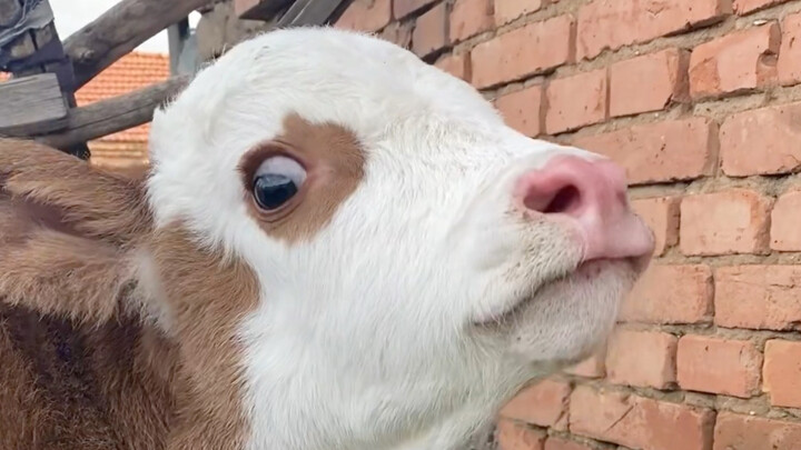 Imitating a calf’s moo and being criticized for non-standard grammar.