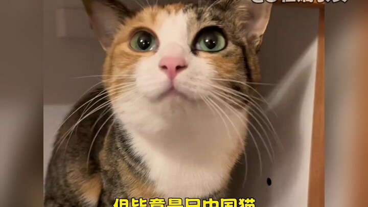 Kucing asing: Istriku adalah kucing Cina yang cantik!!