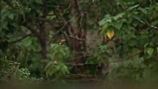 mini drama sekali gali ginseng langsung jadi kaya