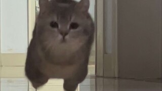 Maomao: Give me back my wife, or I’ll use magnetic levitation missiles on you!