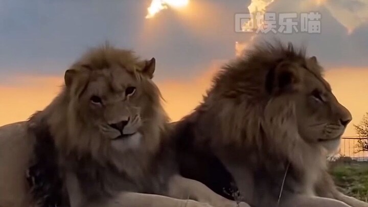 ก็บอกว่าซื้อรองเท้าแตะมาแล้ว แบบสิงโตแบบนี้ไปรับที่ไหนนะ #ตลก