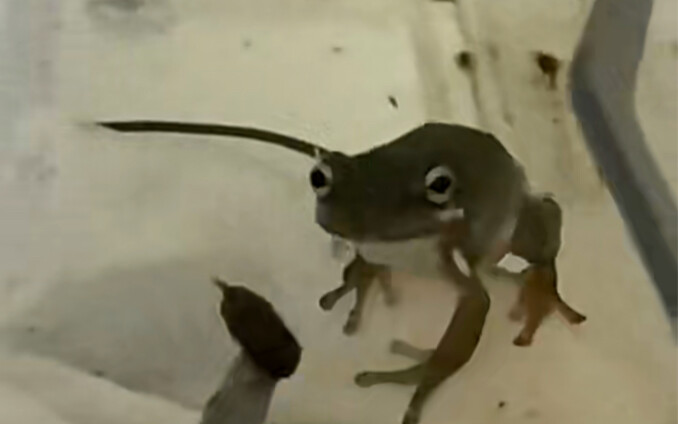 Trong giới ẩm thực, tôi là lão Qua; vạn người gọi tôi là chuyên gia ẩm thực.