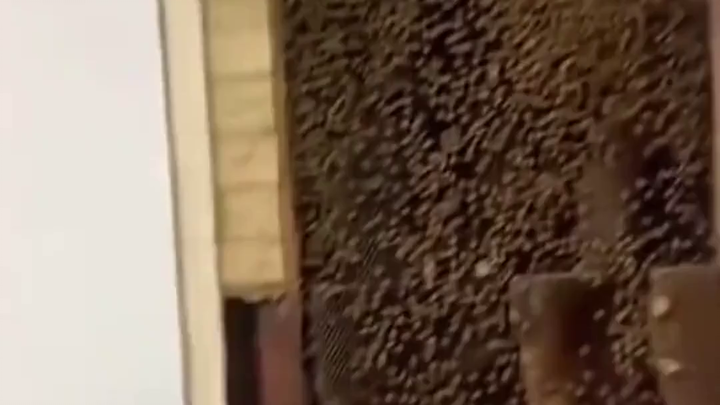 The moment the bee gets “tamed,” it’s probably thinking, “How dare you!”