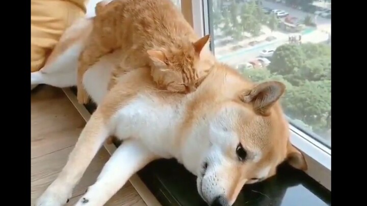 หมาตัวน้อย: ฉันจะทำยังไงได้อีกล่ะ? ก็ต้องตามใจสิ!