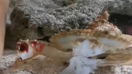 ชีวิตของปูตัวน้อยคือกระบวนการก้าวข้ามขีดจำกัดของตัวเองอย่างไม่หยุดยั้ง “ความทรหดอดทนแห่งชีวิตปู”