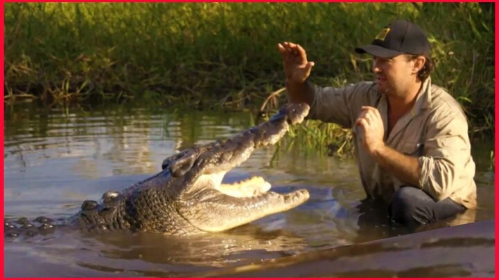 Swims With A Wild Crocodile.