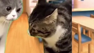 【Meme Familiar/kucing】Hirarki keluarga kucing yang keras