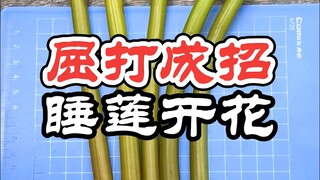 【Catatan Semak Xiao Ke】Untuk membuat teratai berbunga, potong, tusuk, bahkan tampar mulut