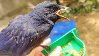 Burung Ini Menelan Hidup-hidup Seekor Jangkrik