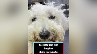 Như này ổn không cả nhà ơi, mần đẹp cho các bé ăn Tết á petonesaigon dcgr tuitienpet petnhatrang