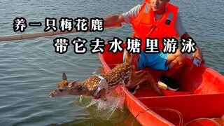 Trời nóng quá, chèo thuyền đưa Phúc Muội xuống ao bơi giải nhiệt.