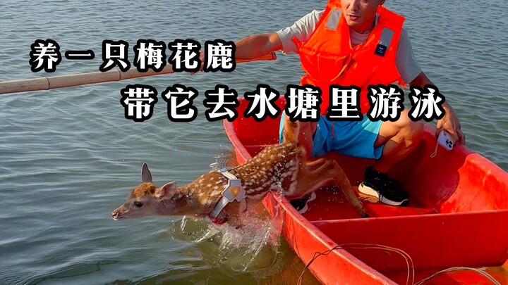 Trời nóng quá, chèo thuyền đưa Phúc Muội xuống ao bơi giải nhiệt.