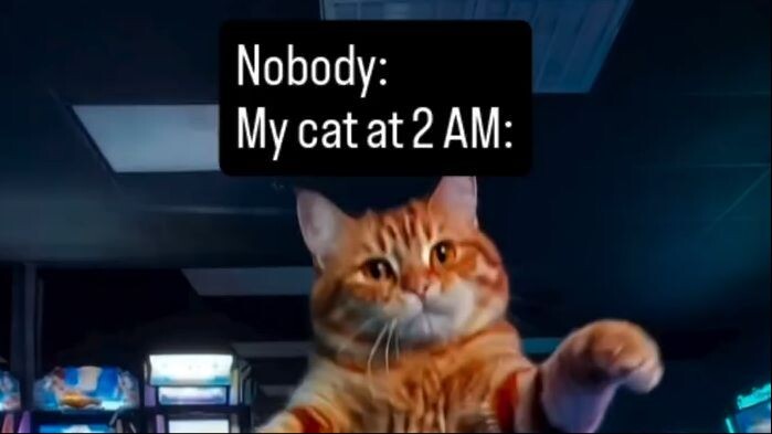 Nobody: My cat at 2AM: