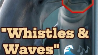 "Dolphins: Self-Aware Surfers & Social Schemers"