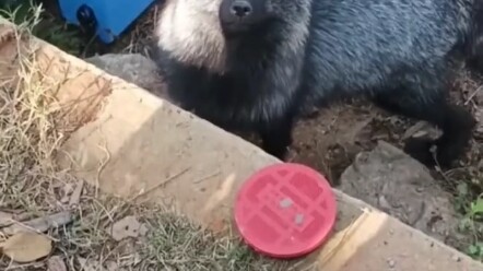 Rubah: Malam ini kamu tidur sangat nyenyak.