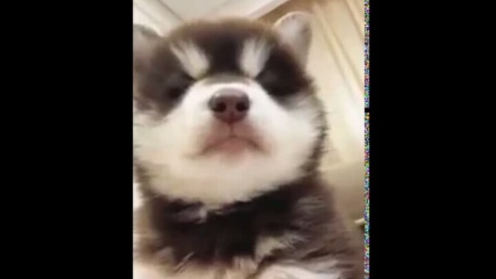 Please cooperate with me and be afraid of this little puppy with fierce breasts.