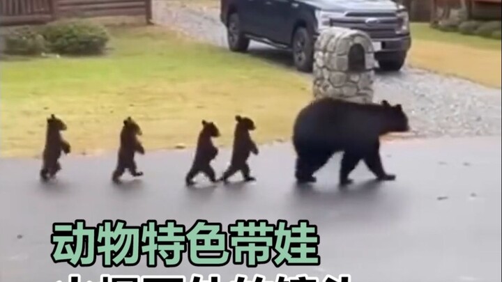 Những góc quay độc đáo về động vật chăm con gây sốt khắp thế giới