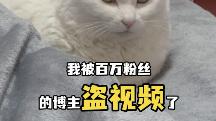 视频被人搬到其他平台去了 连个招呼都不打一群糟糕的家伙 #视频被盗 #看得出猫猫已经快崩溃了 #铲屎官疯了