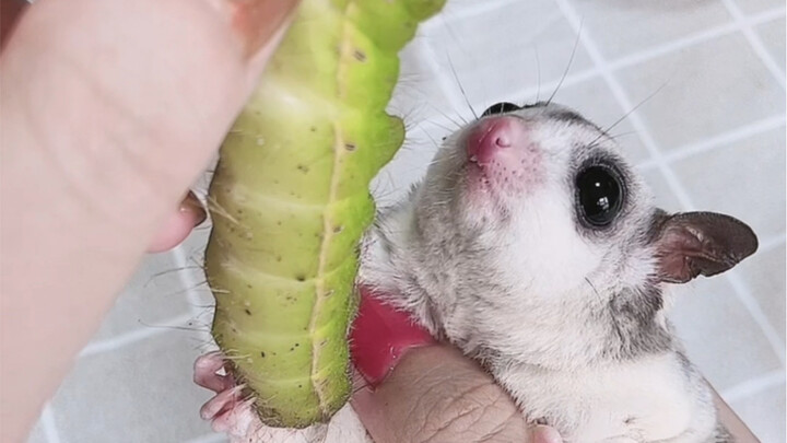 The bugs are so big they don’t even fit on one screen—those delicious foods we used to enjoy!