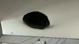 [สัตว์]ช่วงเวลาฮา ๆ ของแมวดำในชีวิต