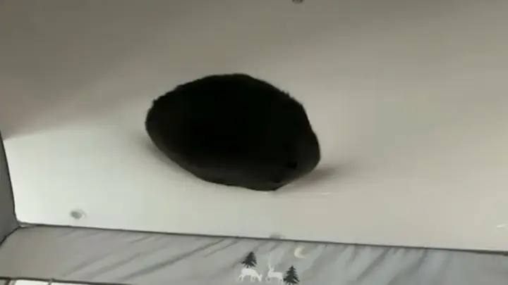 [Animals]Funny moments of black cats in life