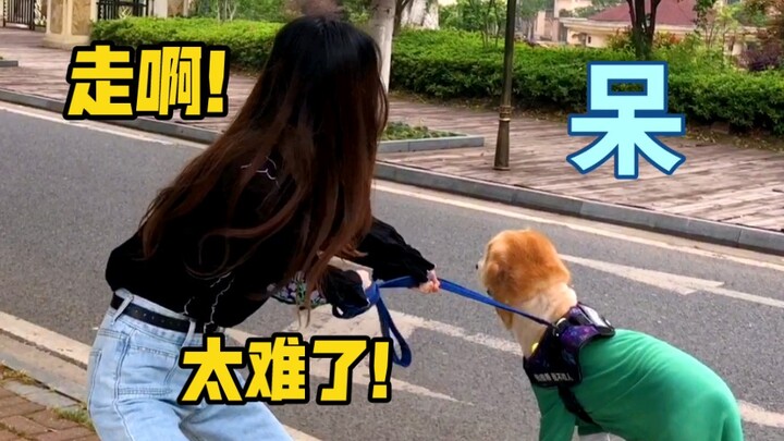 ภาพในจินตนาการของสาวๆ เวลาพาสุนัขตัวใหญ่ไปเดินเล่น กับความจริงที่เกิดขึ้น…ช่างเหมือนชีวิตจริงเหลือเก