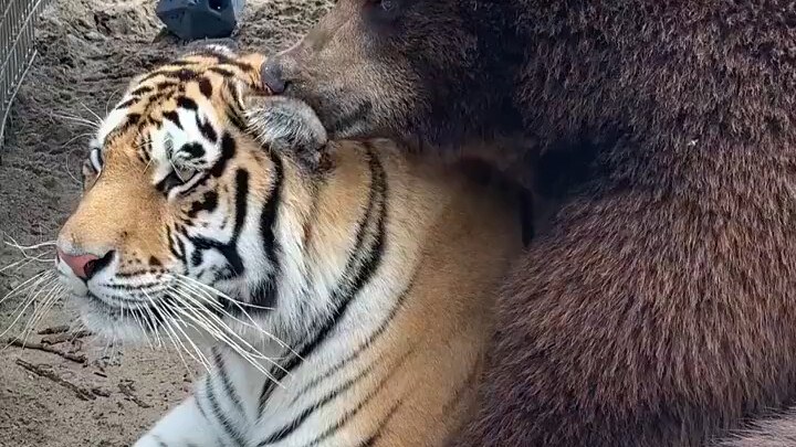 There is nothing happier than petting a cat